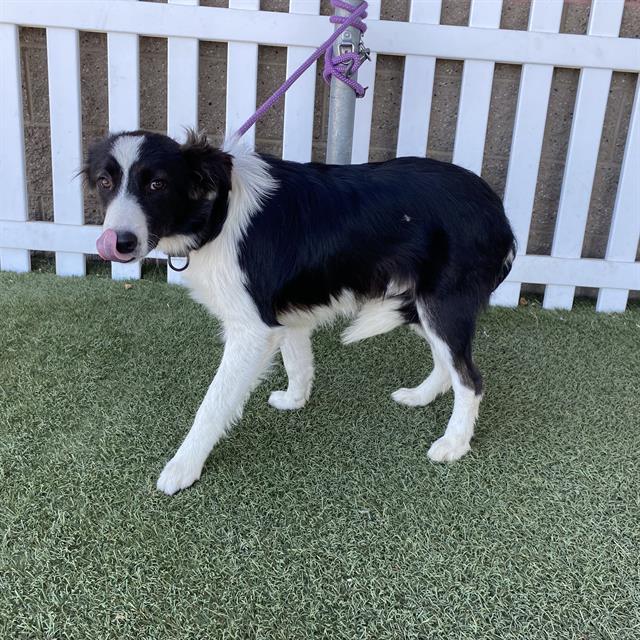 Adoptable Dog