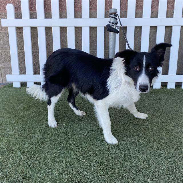 Adoptable Dog