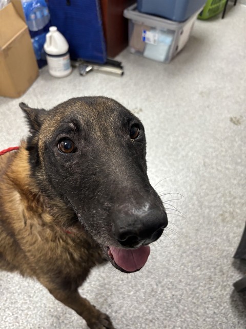 Adoptable Dog