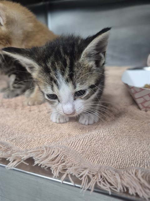 Adoptable Cat