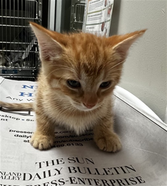 Garfield
