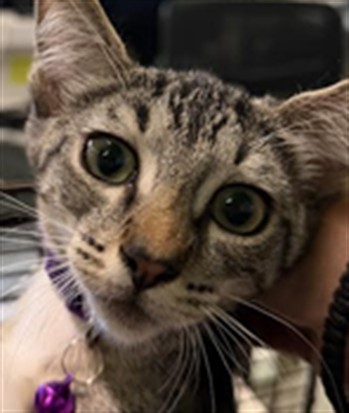 Tom