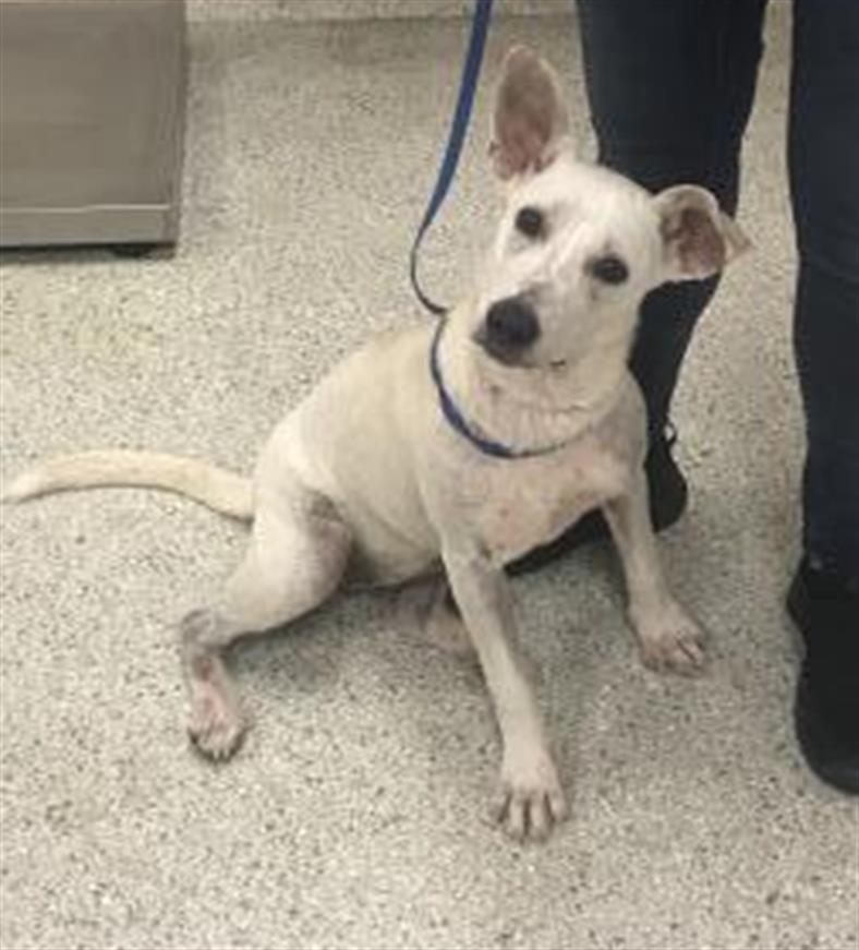 Adoptable Dog