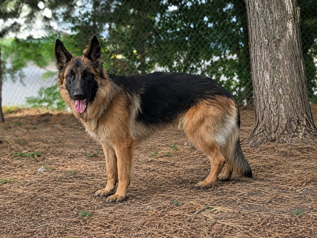 Remi