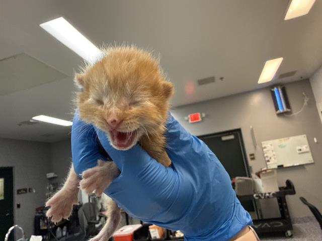 Adoptable Cat
