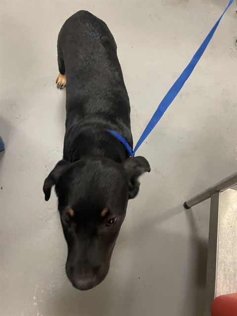 Jax