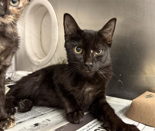 Adoptable Cat