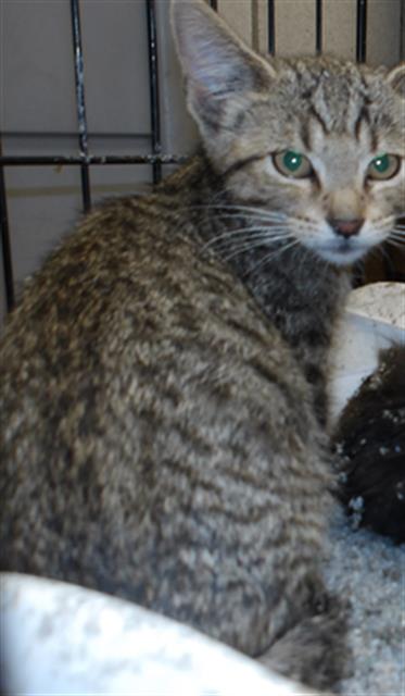 Adoptable Cat