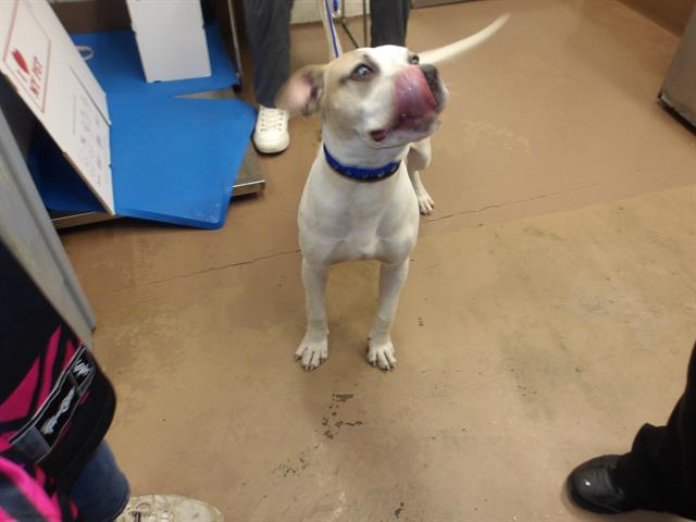 Adoptable Dog