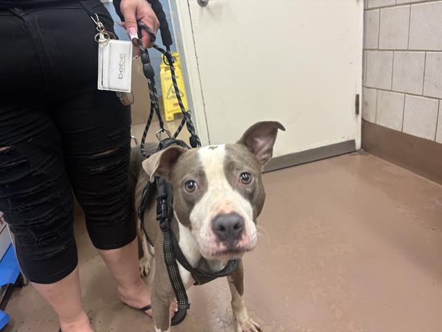 Adoptable Dog