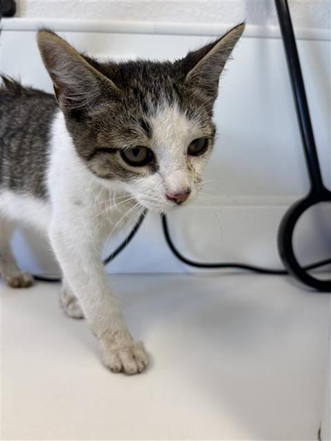 Adoptable Cat