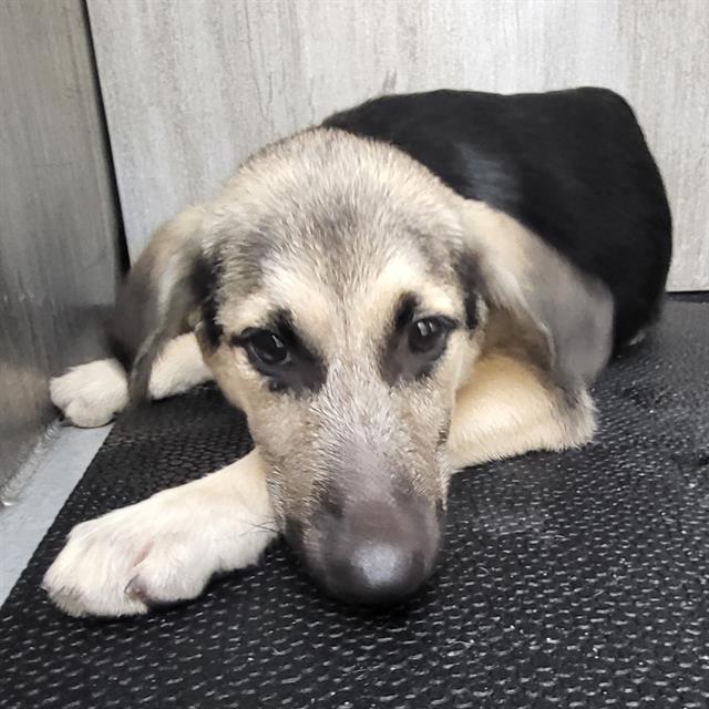 Stella