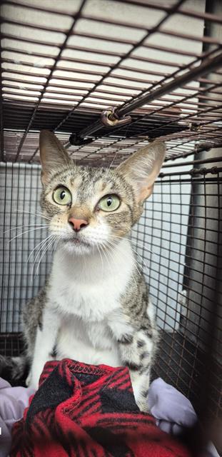 Adoptable Cat