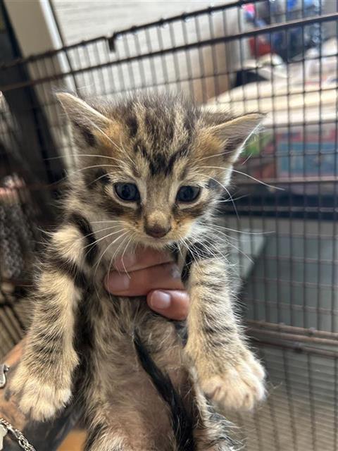 Gatita