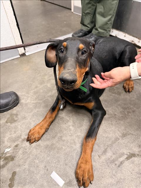 Adoptable Dog