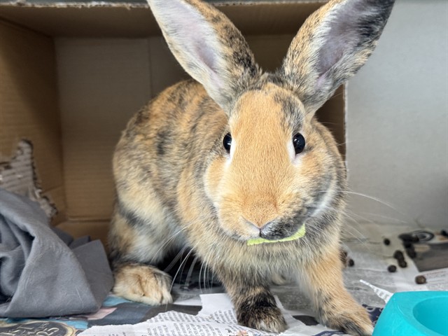 Thumper
