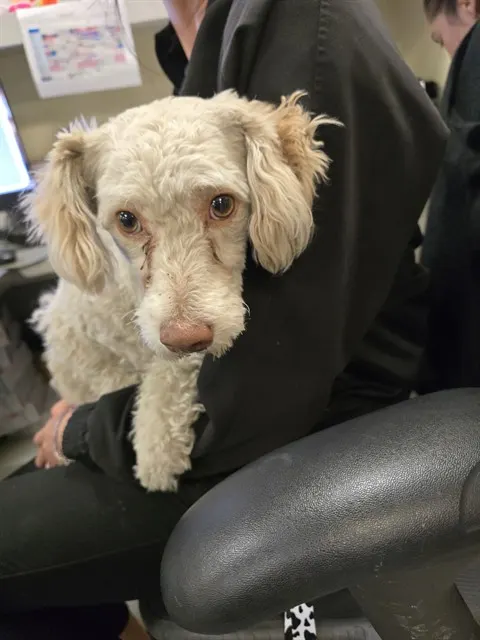 Adoptable Dog