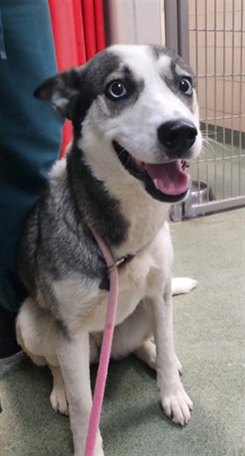 Adoptable Dog