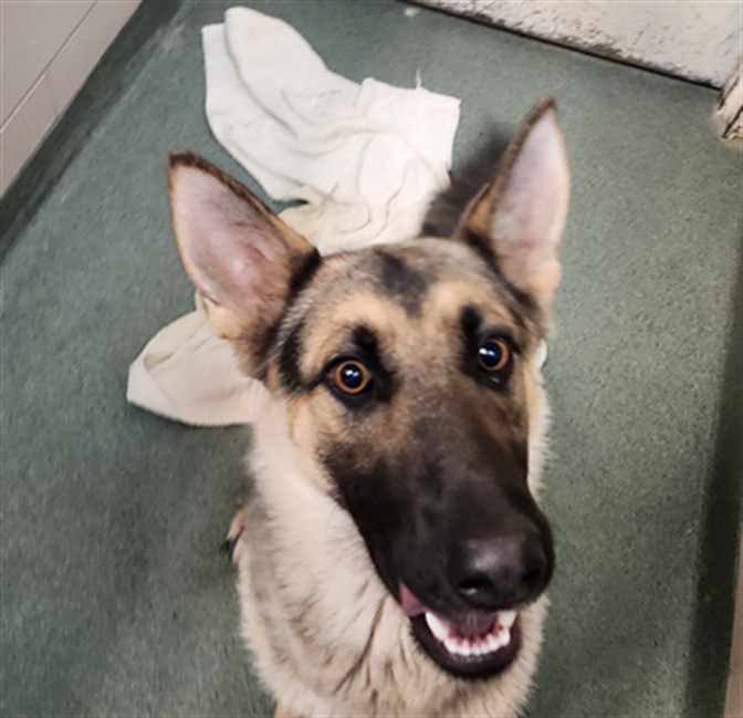 Adoptable Dog