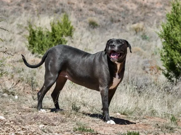 Delilah