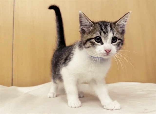 Milo
