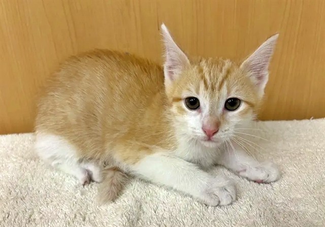 Catira