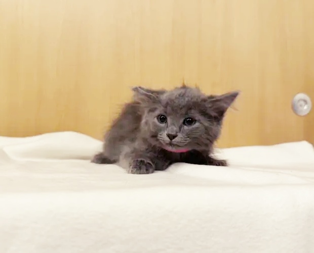 Raspberry