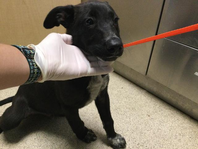 Adoptable Dog
