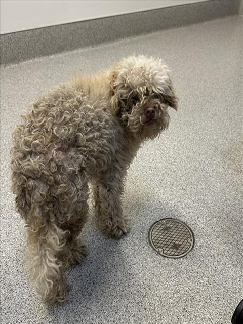 Adoptable Dog