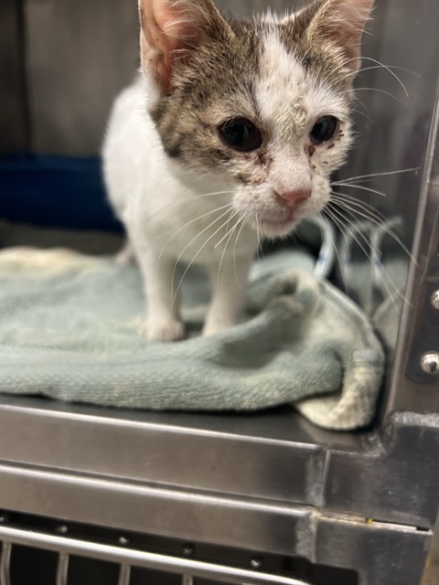 Adoptable Cat