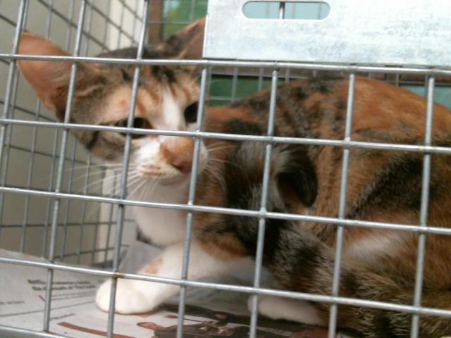 Adoptable Cat
