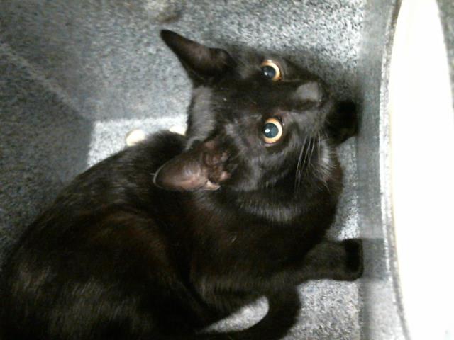 Adoptable Cat