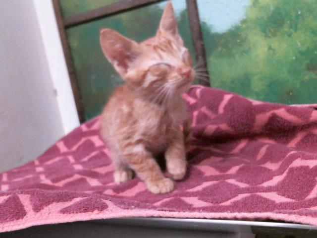 Adoptable Cat