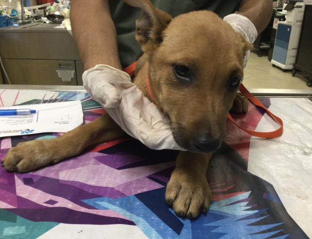 Adoptable Dog