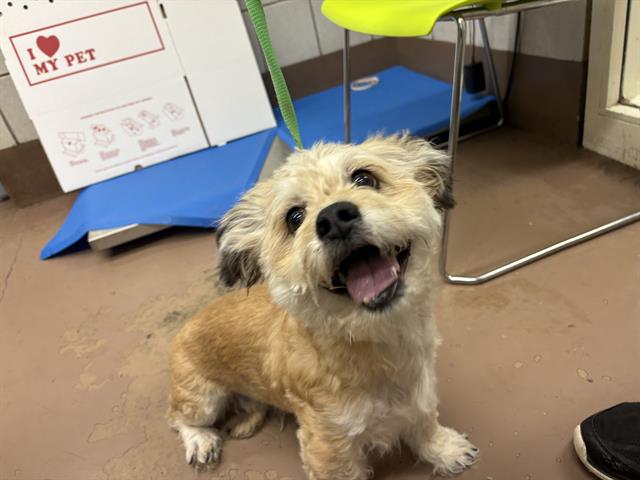 Adoptable Dog