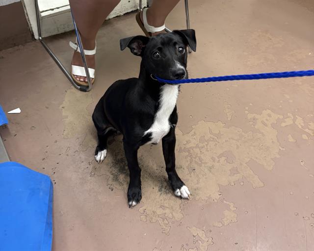 Adoptable Dog