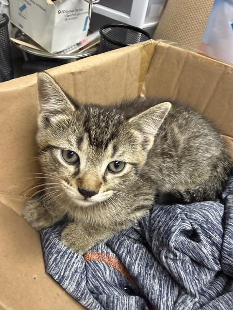 Adoptable Cat