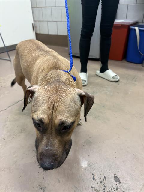 Adoptable Dog