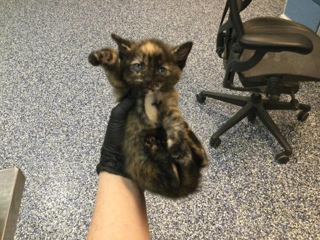 Adoptable Cat
