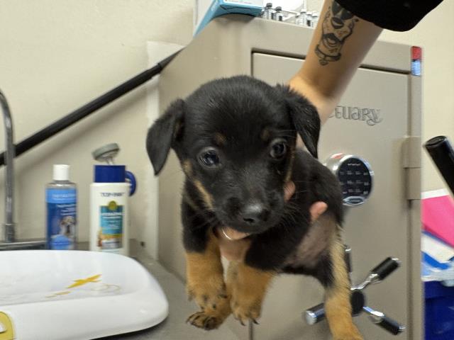 Adoptable Dog