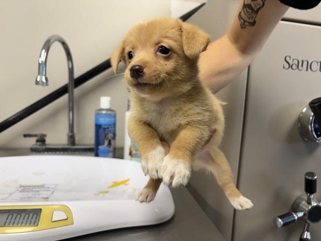 Adoptable Dog