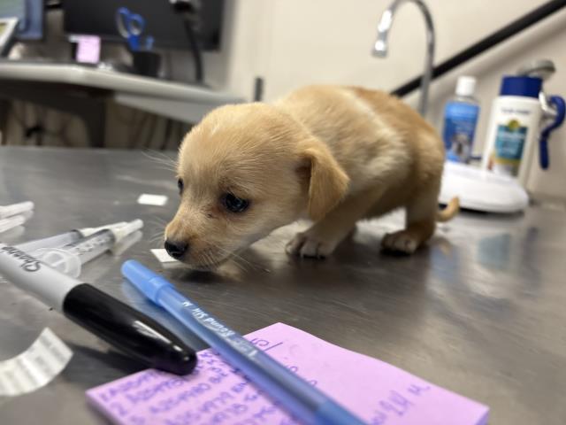 Adoptable Dog