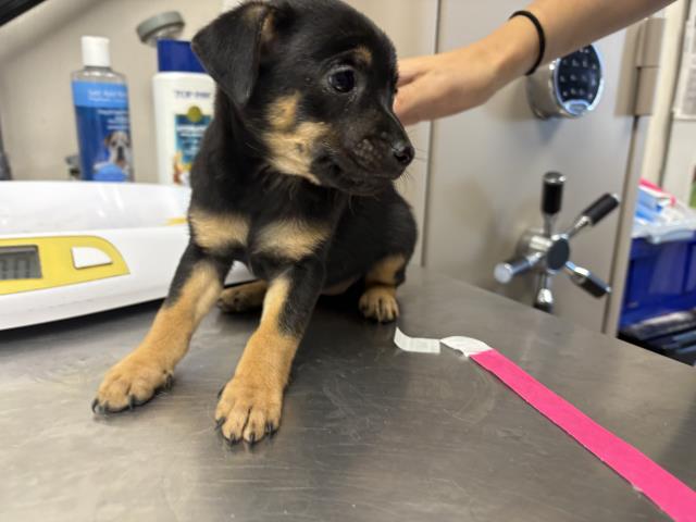 Adoptable Dog