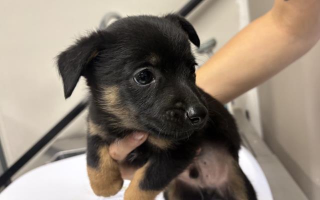 Adoptable Dog