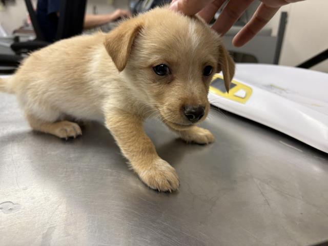 Adoptable Dog