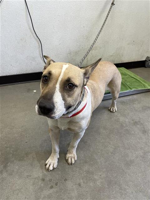 Adoptable Dog
