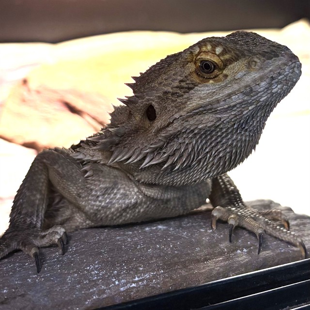 Zilla