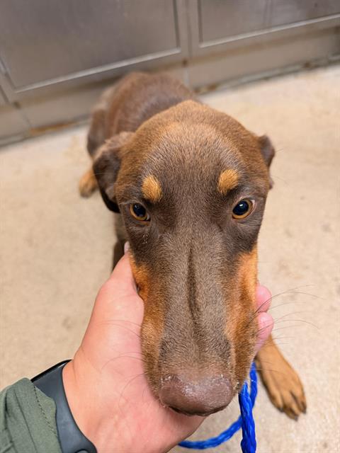 Adoptable Dog
