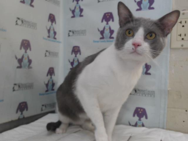Junior