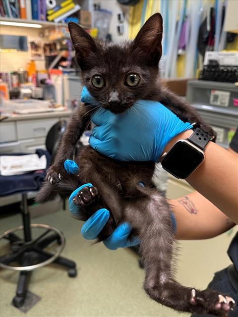 Adoptable Cat